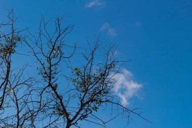 Parlak Mavi Gökyüzü Arkaplanlı Ağaç Dalları