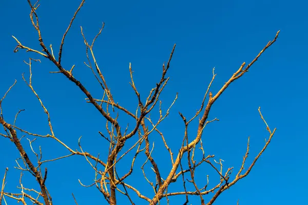 Parlak Mavi Gökyüzü Arkaplanlı Ağaç Dalları
