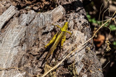 Çürümüş Ormana tünemiş Yeşil Çekirge