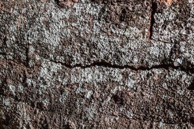 Eski yıpranmış ağaç kabuğunun arka plan dokusu