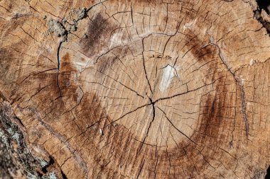 Kütüğün kesik kesitli eski ahşap dokusu