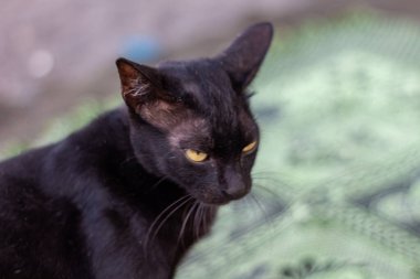 Sarı gözlü gizemli kara kedi.