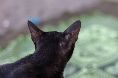 Sarı gözlü gizemli kara kedi.