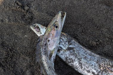 Sahilde balıkçılar tarafından yakalanan deniz balığı.
