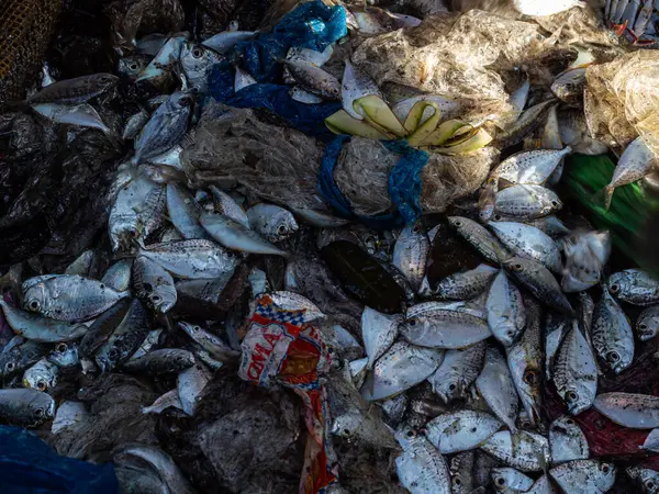 Plastik atıklarla dolu ağları olan balıkçılar tarafından yakalanan deniz balıkları deniz atıkları tarafından kirletilir.