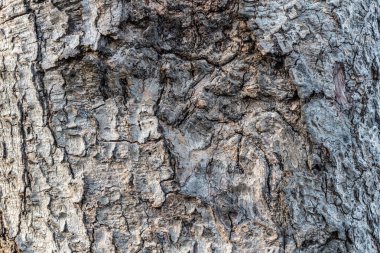 Yıpranmış Eski Ahşap Doku Arkaplanı