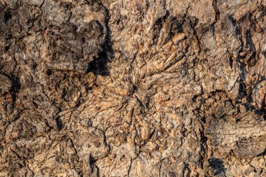 Yıpranmış Eski Ahşap Doku Arkaplanı