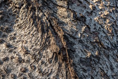 Yıpranmış Eski Ahşap Doku Arkaplanı