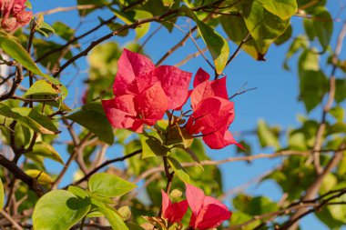 Kırmızı Bougainvillea kağıt çiçeği, parlak renkli güzel bir çiçek
