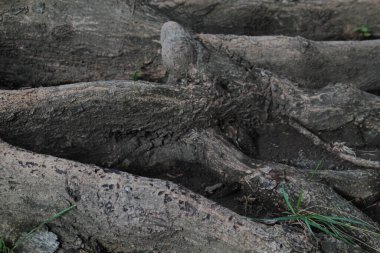 Dayanıklı yaşlı bir ağaçtaki ağaç kökü yolu