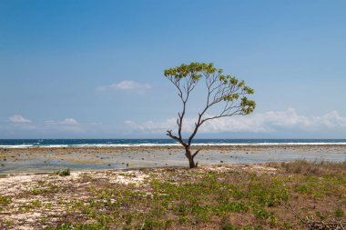Kıyı şeridinde mavi gökyüzü olan tek bir ağaç