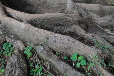 Dayanıklı yaşlı bir ağaçtaki ağaç kökü yolu