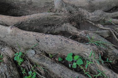 Dayanıklı yaşlı bir ağaçtaki ağaç kökü yolu