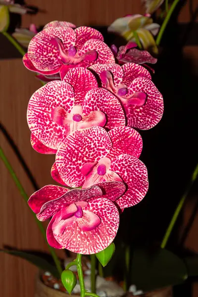 stock image orchid flower in red color with white spots