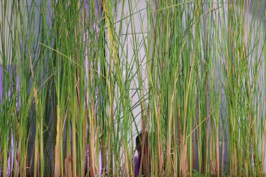 Duvarın yanında bir grup küçük yeşil bambu var.