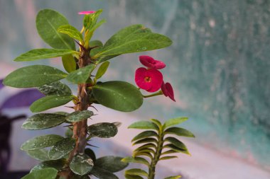 A beautiful view of the flower of euphorbia milii var