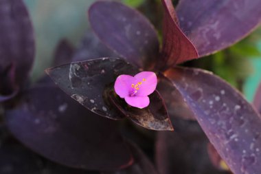 Latince adı ya da bilimsel adı Tradescantia pallida olan mor kalp çiçeği güzel.