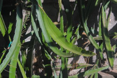 dragon fruit plant that propagates long clipart