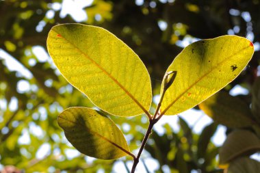 Arkasında bulanık arkaplan ve ışık olan yeşil guava yaprağı
