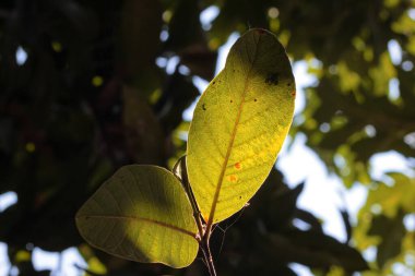 Arkasında bulanık arkaplan ve ışık olan yeşil guava yaprağı
