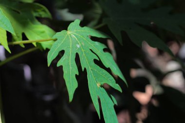 Arka plan bulanıklığı olan genç papaya yaprağı, yakın plan fotoğrafı.