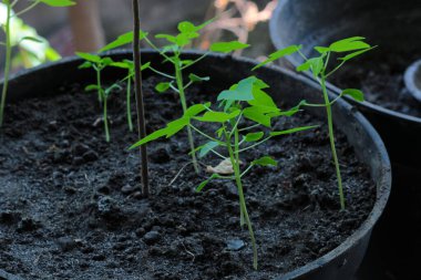 Arka plan bulanıklığı olan genç papaya yaprağı, yakın plan fotoğrafı.
