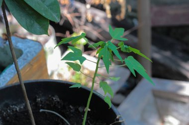 Arka plan bulanıklığı olan genç papaya yaprağı, yakın plan fotoğrafı.