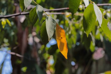 Bulanık bir arkaplanda büyüyen yıldız meyvesi yaprakları