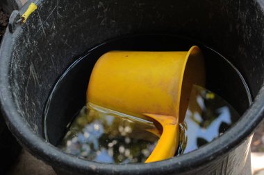 Siyah kovadaki sarı ayı.