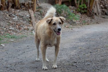 Kuyruk sallayan köpek. Doğal ortamdaki dost canlısı köpek.