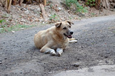 Açık havada Çamur Yolunda Rahatlayan Karışık Köpeğin Portresi