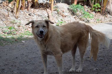 Kuyruk sallayan köpek. Doğal ortamdaki dost canlısı köpek.