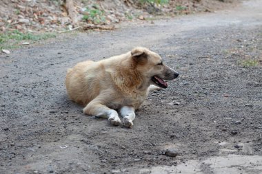 Açık havada Çamur Yolunda Rahatlayan Karışık Köpeğin Portresi