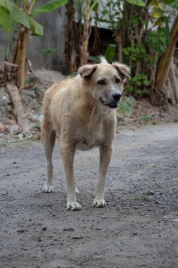 Mutlu Melez Köpek. Güneşli bir günde Açık Hava Portresi.