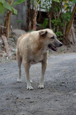 Mutlu Melez Köpek. Güneşli bir günde Açık Hava Portresi.
