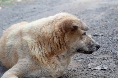 Serseri Köpek Portresi- Rahatlamış Altın Köpek Görünümü