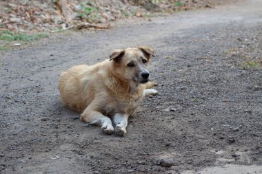 Açık havada Çamur Yolunda Rahatlayan Karışık Köpeğin Portresi