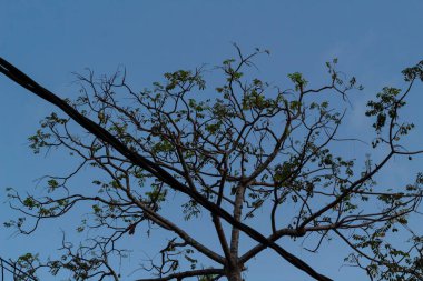 Karmaşık Ağaç Dalları ve Üst Kablolar