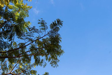Açık Mavi Gökyüzü Örtüsü - Parlak Ufuğa Karşı Yeşil Ağaç Dalları