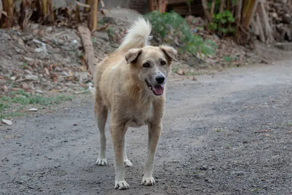 Kuyruk sallayan köpek. Doğal ortamdaki dost canlısı köpek.