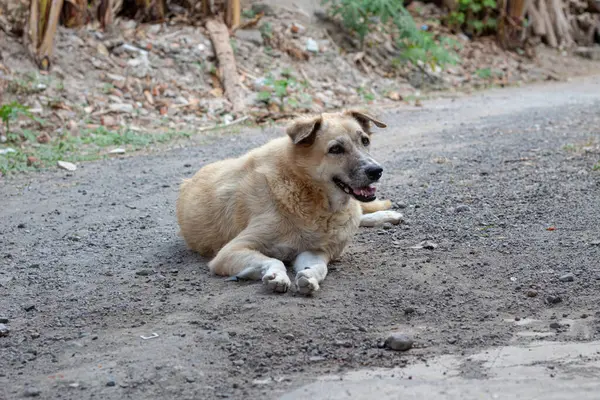 Açık havada Çamur Yolunda Rahatlayan Karışık Köpeğin Portresi