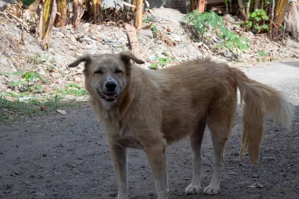 Kuyruk sallayan köpek. Doğal ortamdaki dost canlısı köpek.