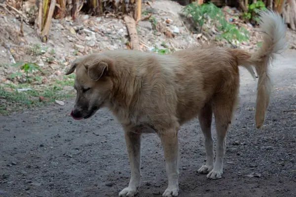 Kuyruk sallayan köpek. Doğal ortamdaki dost canlısı köpek.