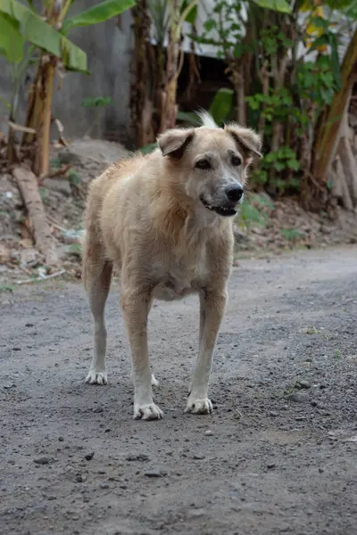Mutlu Melez Köpek. Güneşli bir günde Açık Hava Portresi.