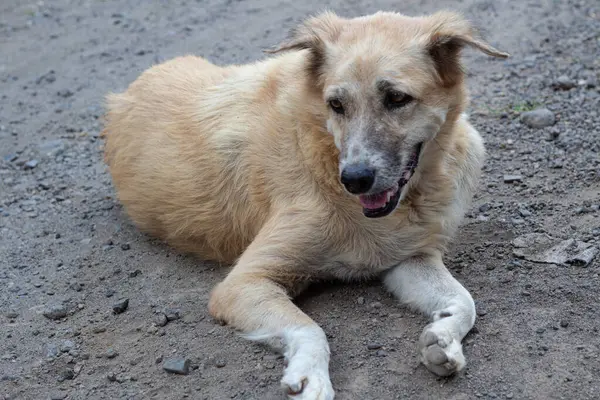 Bir Karışık Köpek Portresi Yaklaş - Açık Hava Dinlenme