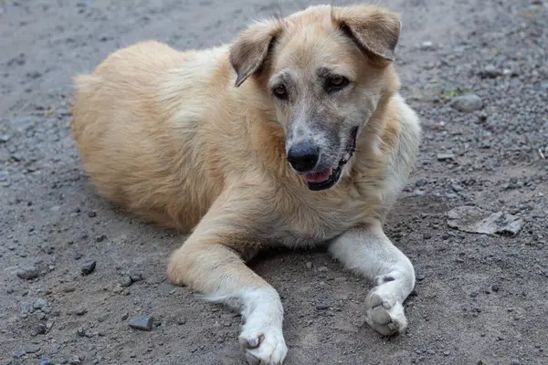 Bir Karışık Köpek Portresi Yaklaş - Açık Hava Dinlenme