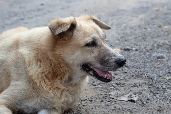 Serseri Köpek Portresi- Rahatlamış Altın Köpek Görünümü