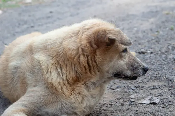 Serseri Köpek Portresi- Rahatlamış Altın Köpek Görünümü