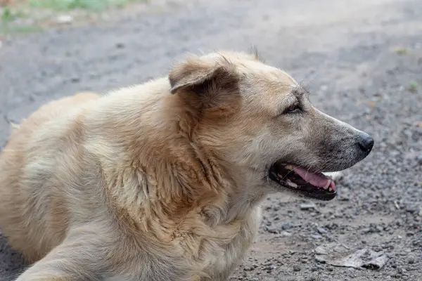 Serseri Köpek Portresi- Rahatlamış Altın Köpek Görünümü