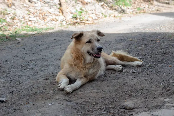 Açık havada Çamur Yolunda Rahatlayan Karışık Köpeğin Portresi